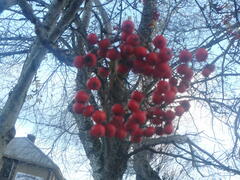 Platanus occidentalis