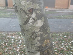 Platanus occidentalis