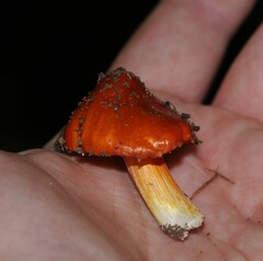 Hygrocybe cuspidata
