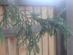 Thuja plicata