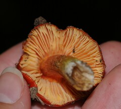 Hygrocybe cuspidata