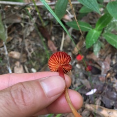 Pseudohygrocybe