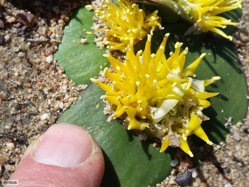 Massonia triflora