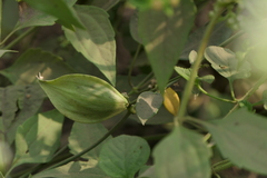 Cynanchum callialatum