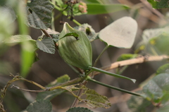 Cynanchum callialatum