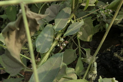 Cynanchum callialatum