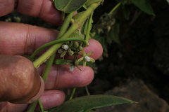 Cynanchum callialatum