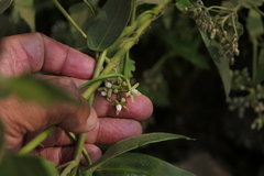 Cynanchum callialatum