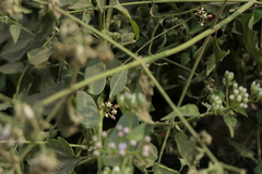 Cynanchum callialatum