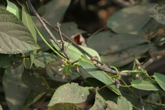 Cynanchum callialatum