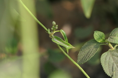 Cynanchum callialatum