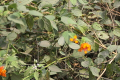 Cynanchum callialatum