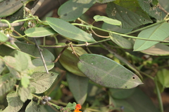 Cynanchum callialatum