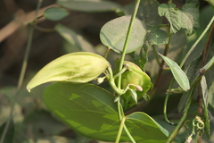 Cynanchum callialatum