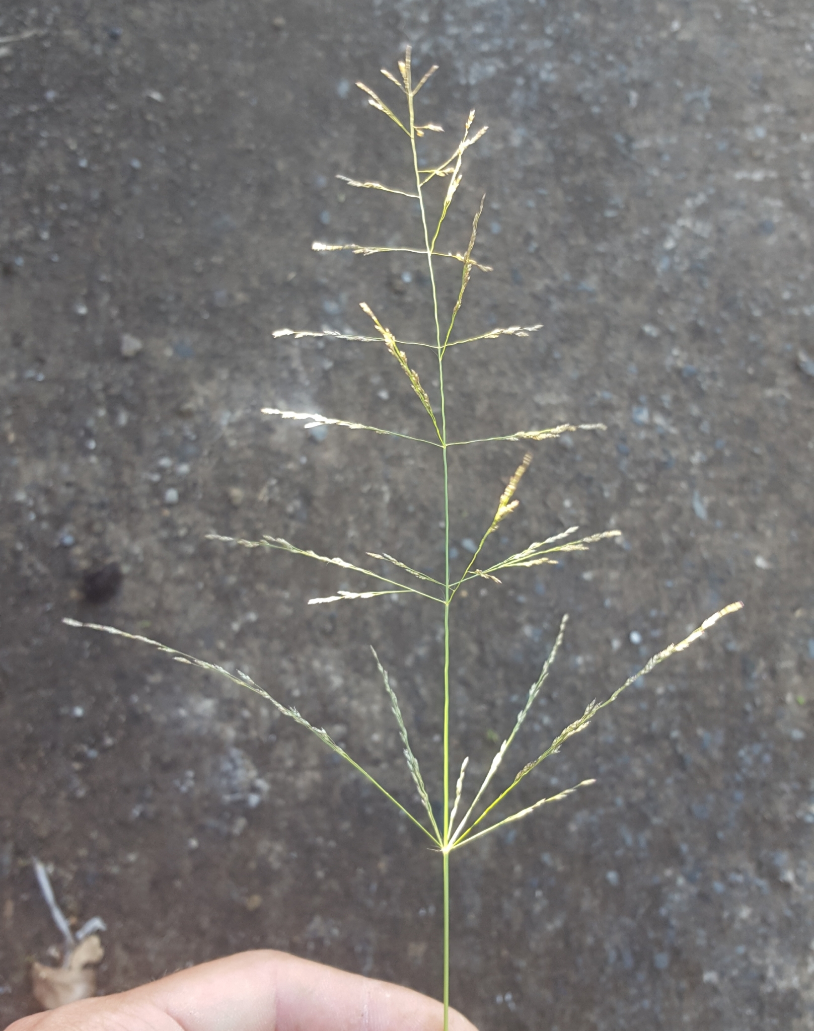 (c) François Rousseu, certains droits réservés (CC BY-NC) https://www.inaturalist.org/observations/143811704