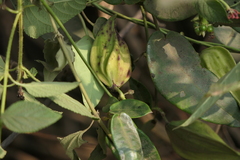 Cynanchum callialatum