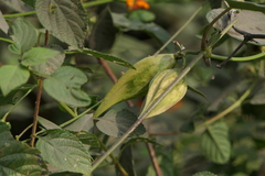 Cynanchum callialatum