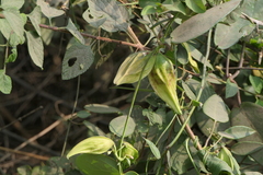 Cynanchum callialatum