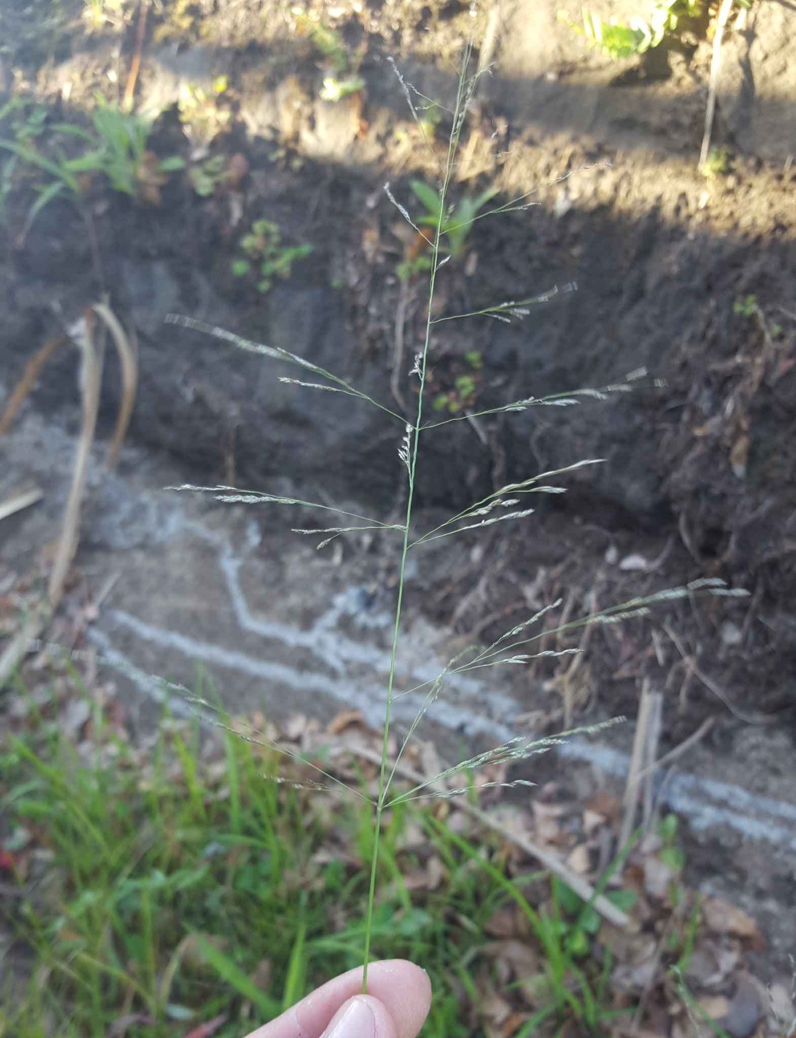 (c) François Rousseu, certains droits réservés (CC BY-NC) https://www.inaturalist.org/observations/143811704