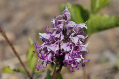 Orchis simia