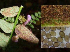 Uromyces viciae-fabae