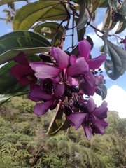 Meriania nobilis
