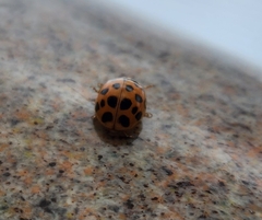 Harmonia axyridis