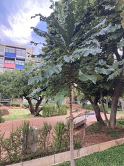 Anthocleista grandiflora