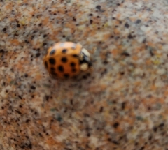 Harmonia axyridis