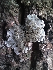 Physconia grisea