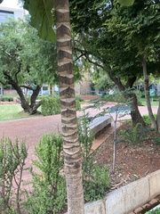 Anthocleista grandiflora