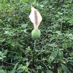 Aroideae