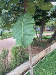 Anthocleista grandiflora