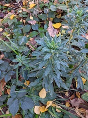 Euphorbia amygdaloides