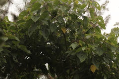 Heliocarpus