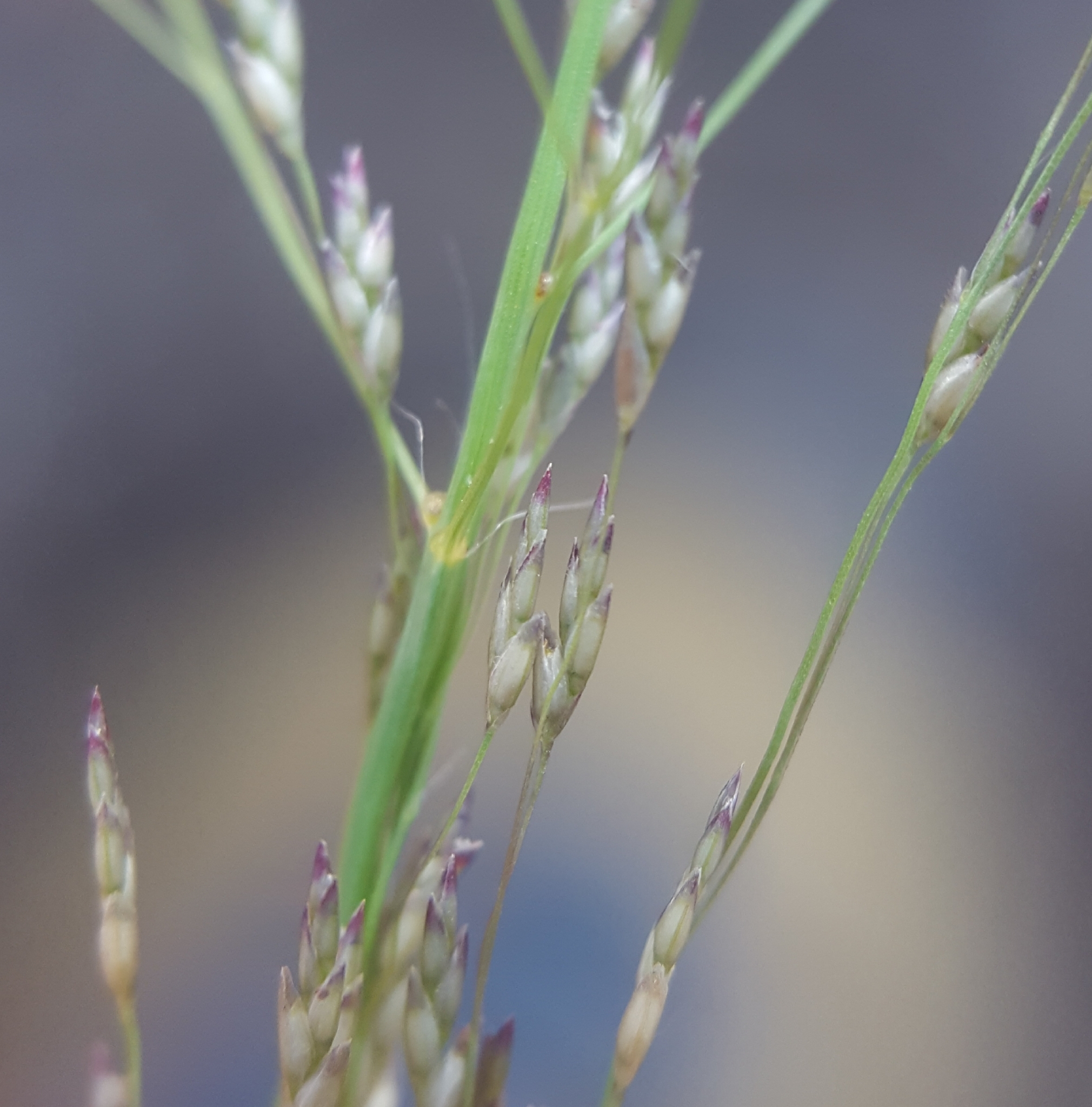 (c) François Rousseu, certains droits réservés (CC BY-NC) https://www.inaturalist.org/observations/143811704