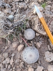 Mammillaria lasiacantha