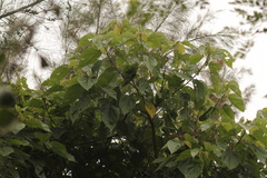 Heliocarpus
