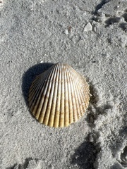 Dallocardia muricata