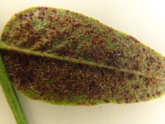 Uromyces viciae-fabae