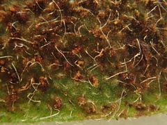 Uromyces viciae-fabae