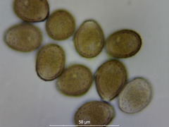 Uromyces viciae-fabae