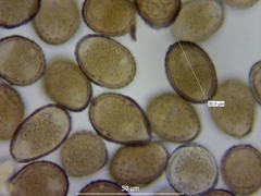 Uromyces viciae-fabae