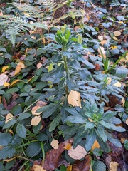 Euphorbia amygdaloides