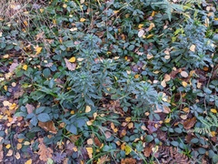 Euphorbia amygdaloides