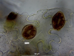 Uromyces viciae-fabae