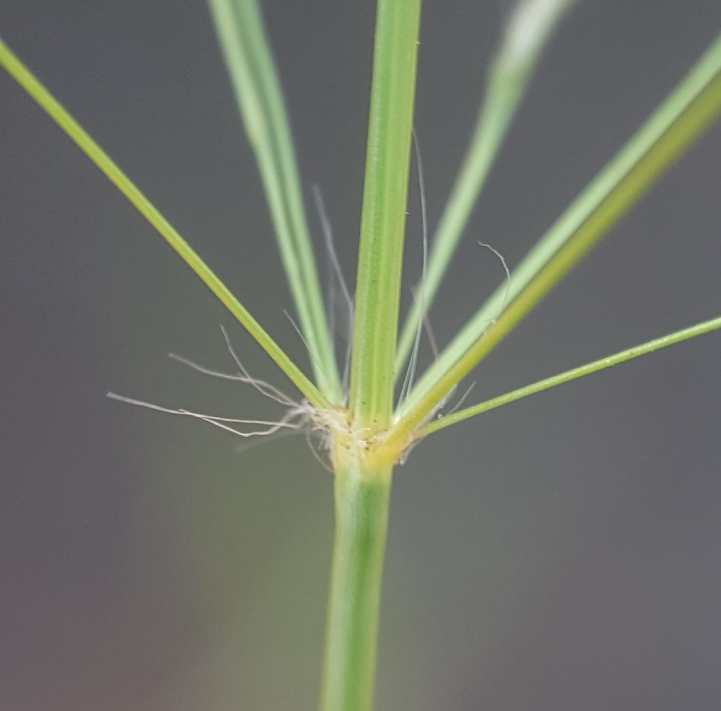 (c) François Rousseu, certains droits réservés (CC BY-NC) https://www.inaturalist.org/observations/143811704