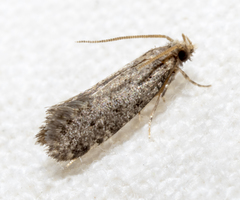 Cephitinea obscurostrigella