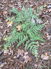 Pteridium