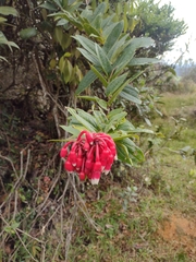 Ericaceae